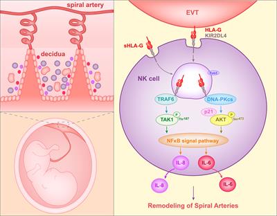 Roles of HLA-G in the Maternal-Fetal Immune Microenvironment